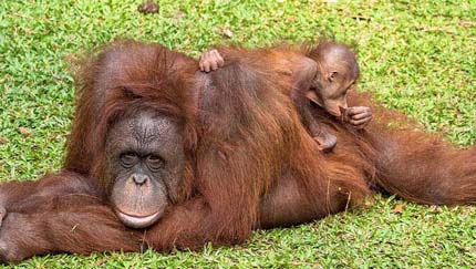 居眠りするママにちょっかい、甘えん坊のオランウータンの赤ちゃん
