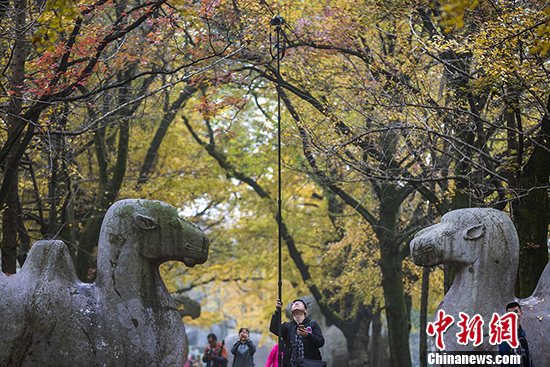 秋に染まる紫金山、最も美しい季節を迎える　南京市