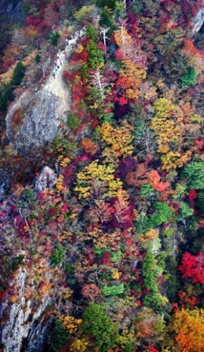 写真で観る「日本の秋」