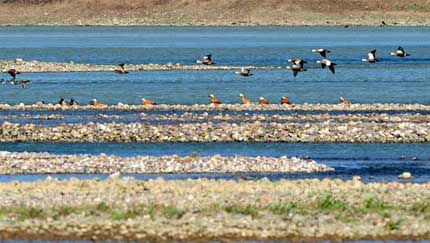 黄河湿地に舞う鳥の群れ
