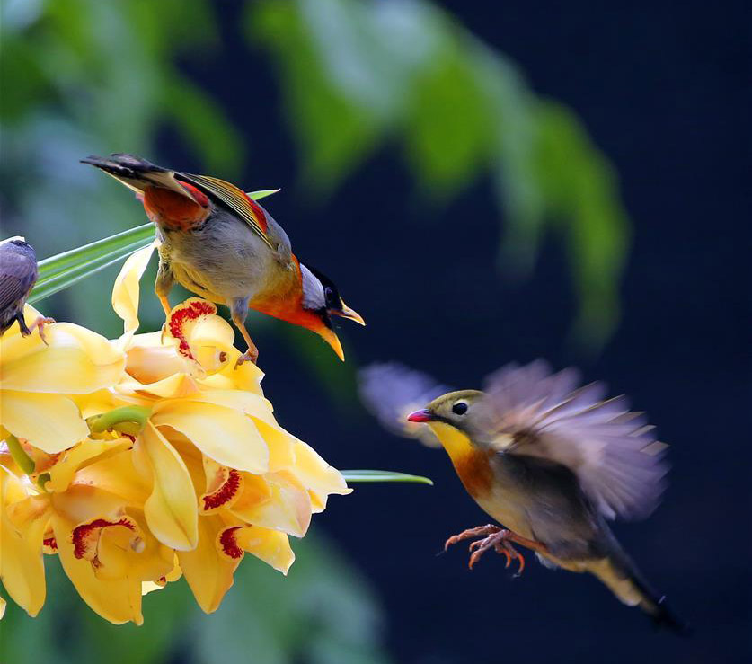 鳥がさえずり、花が咲く　北京