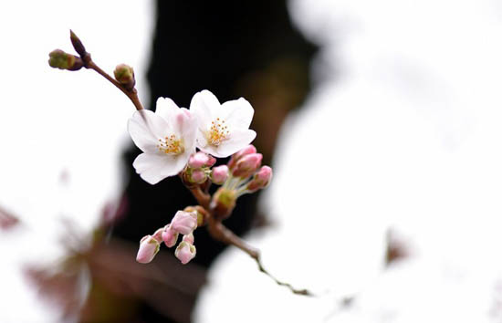 美しすぎてうっとり！目と舌で楽しむ桜グルメ