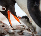 超絶な可愛さ！ネットで最も人気のペンギン写真