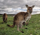 野生動物の写真がネットで大人気