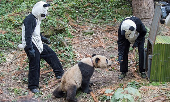 「パンダスーツ」を着込んで野生パンダを撮影するカメラマン