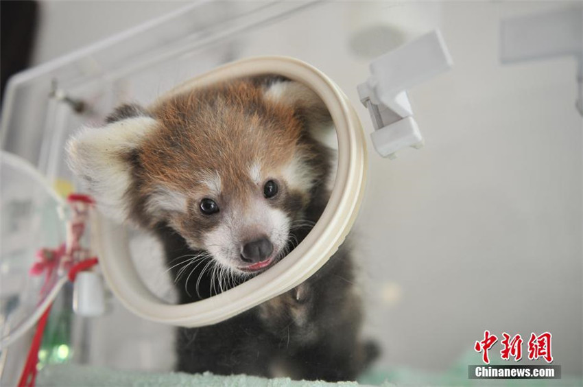 雲南野生動物園でレッサーパンダの人工繁殖に初成功