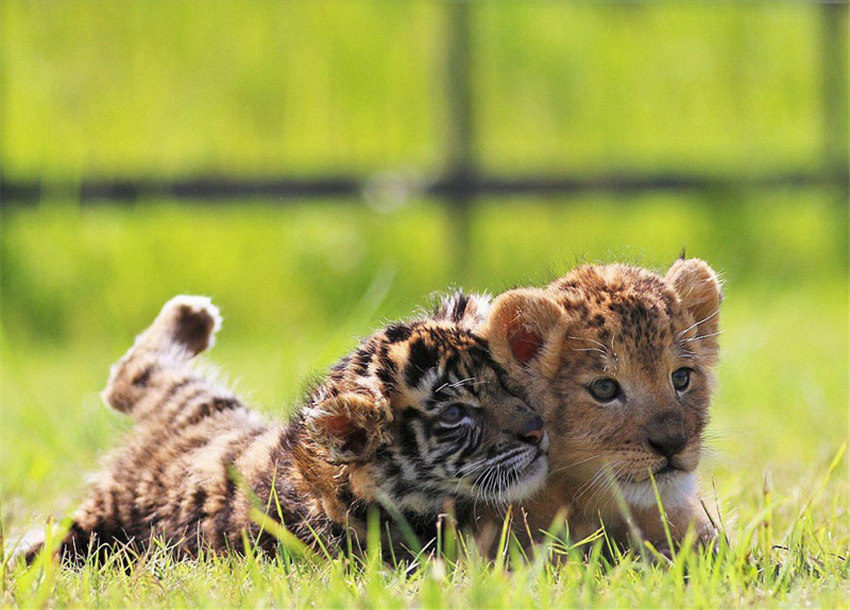 赤ちゃんライオンが赤ちゃんトラと兄弟のように戯れる写真が話題に　日本