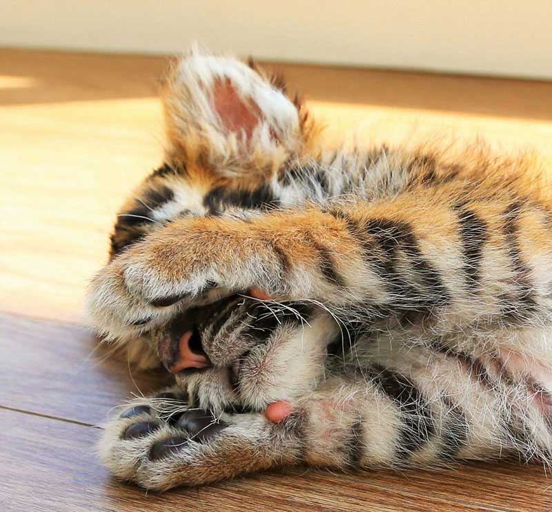 赤ちゃんライオンが赤ちゃんトラと兄弟のように戯れる写真が話題に　日本