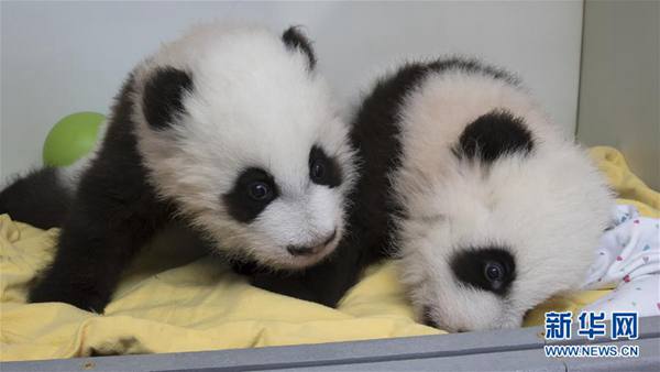 米アトランタ動物園で双子パンダの命名式開催