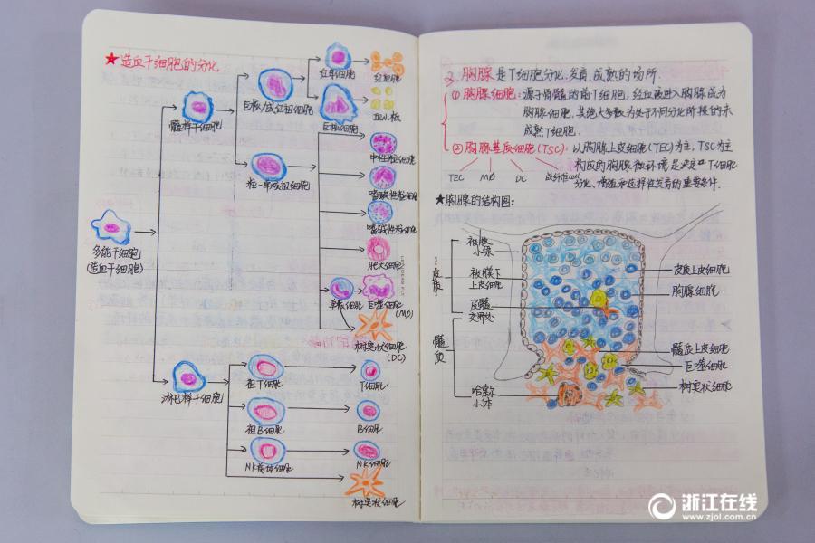 印刷のような文字に精密な手描きイラスト、驚きの解剖学ノートが話題に