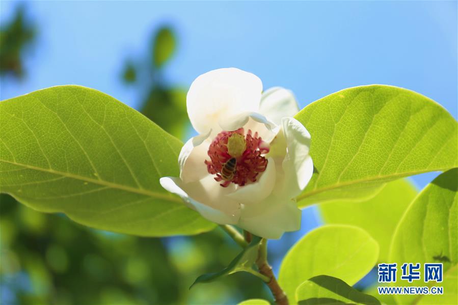 河北省寛城県でオオヤマレンゲ花開く