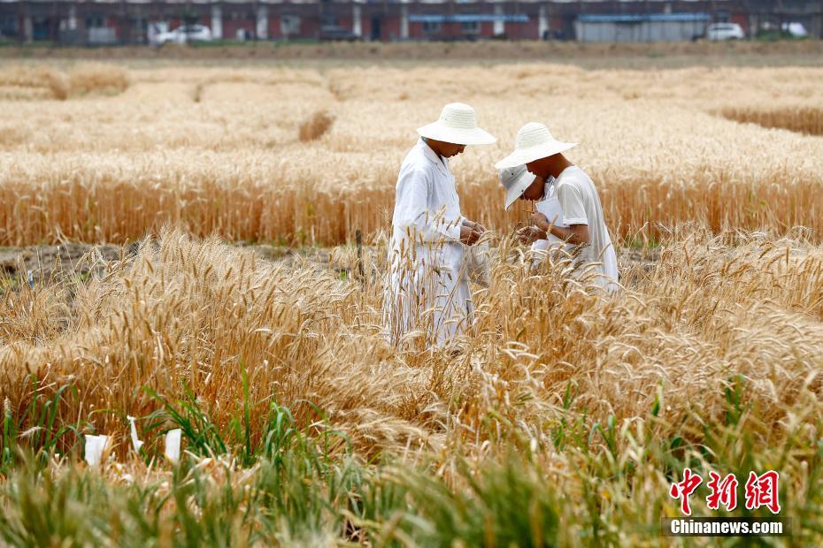 北京市内の「最も地価の高い実験用畑」の収穫開始