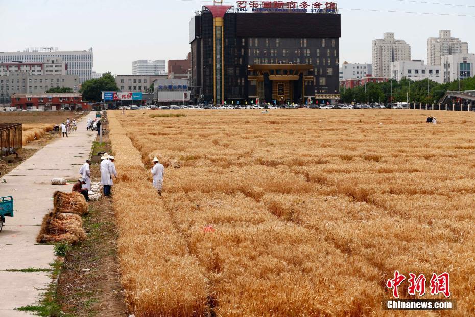 北京市内の「最も地価の高い実験用畑」の収穫開始