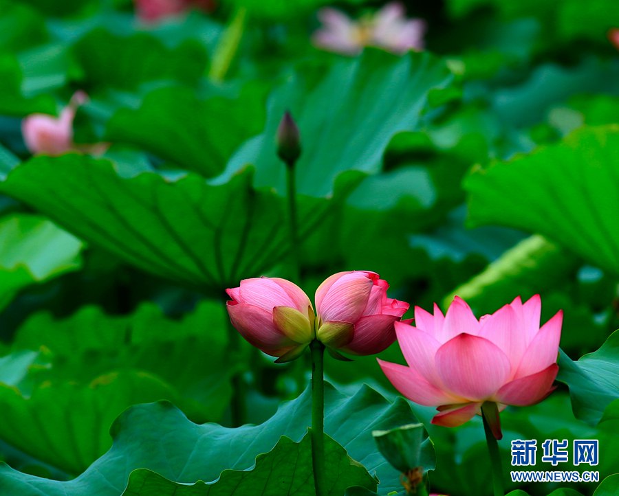 ハスの花が見頃に　水に浮かぶ姿が人々酔わせる　広東省