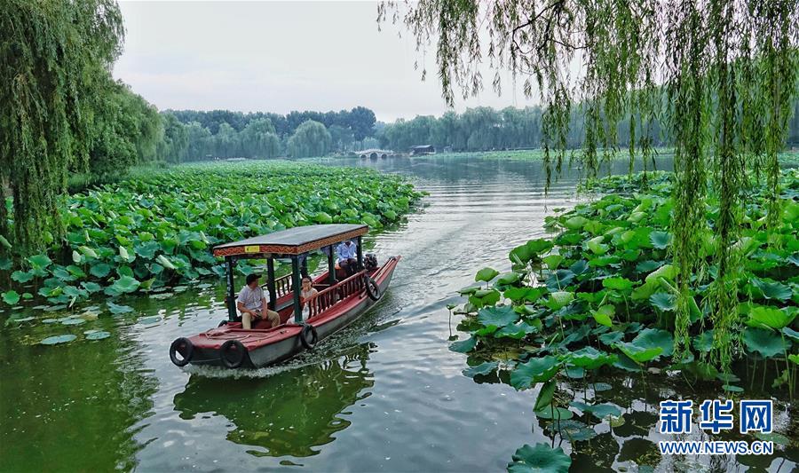 円明園遺跡公園に咲き誇る美しいハスの花