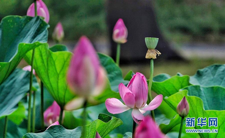 円明園遺跡公園に咲き誇る美しいハスの花