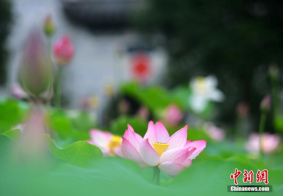 気温上昇して夏入りの江西省の「最も美しい村」　ハスの花が見ごろに