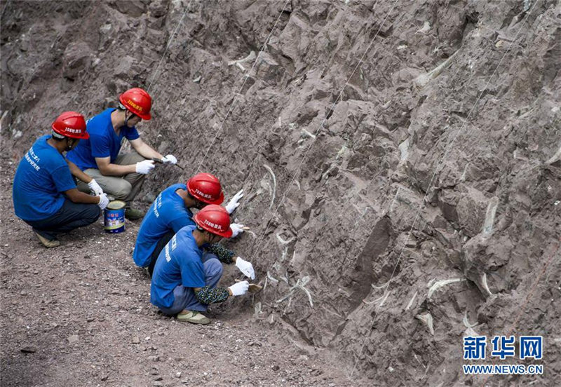 重慶市雲陽県で世界クラスの恐竜化石群発見