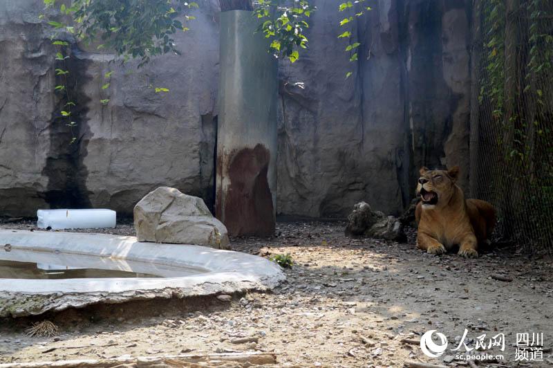 最も暑い「三伏天」到来、動物たちも様々な「避暑スタイル」披露