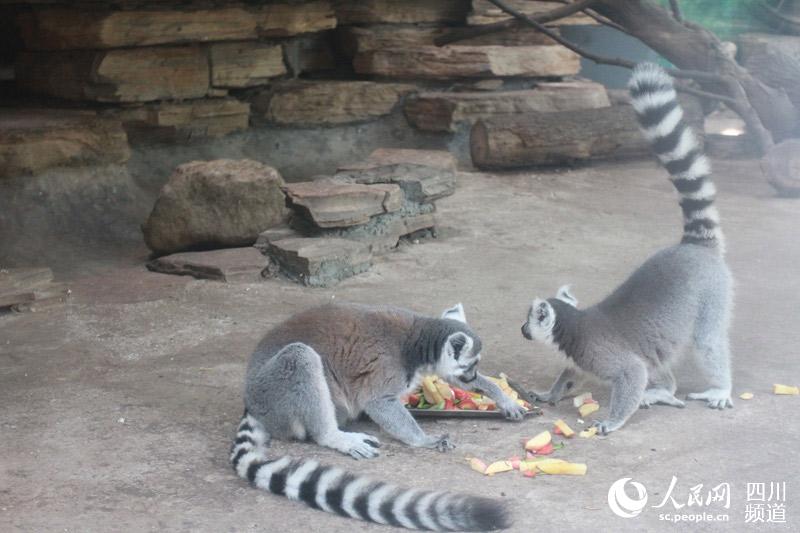 最も暑い「三伏天」到来、動物たちも様々な「避暑スタイル」披露