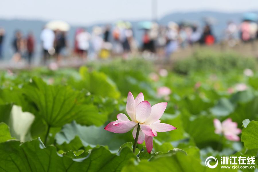 真夏到来！　西湖のハスが見頃に　杭州市