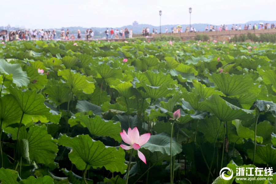 真夏到来！　西湖のハスが見頃に　杭州市