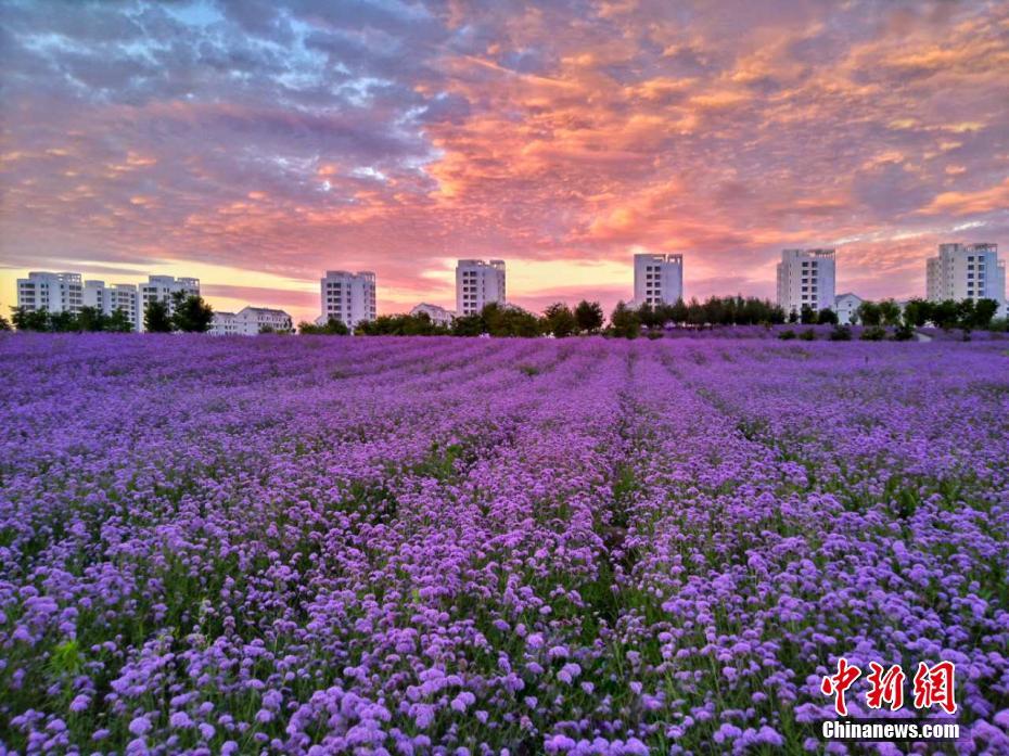 雨上がりの紫金苑に現れた美しい夕焼け空　甘粛省