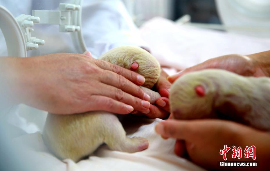 水族館でオスメス双子の赤ちゃんホッキョクグマ誕生　山東省