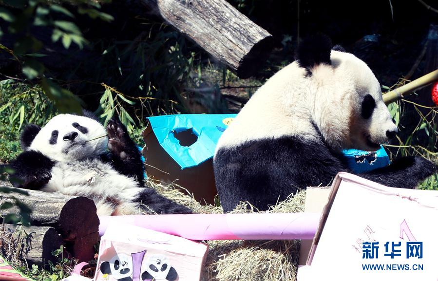 双子のパンダ「福伴」と「福鳳」、1歳の誕生日を迎える　オーストリア