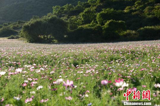  一面のコスモスに彩られた大地　甘粛省