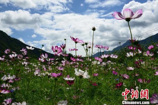  一面のコスモスに彩られた大地　甘粛省