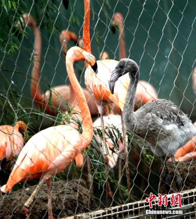 繁殖に成功のフラミンゴがお目見え　河南省で初の成功例