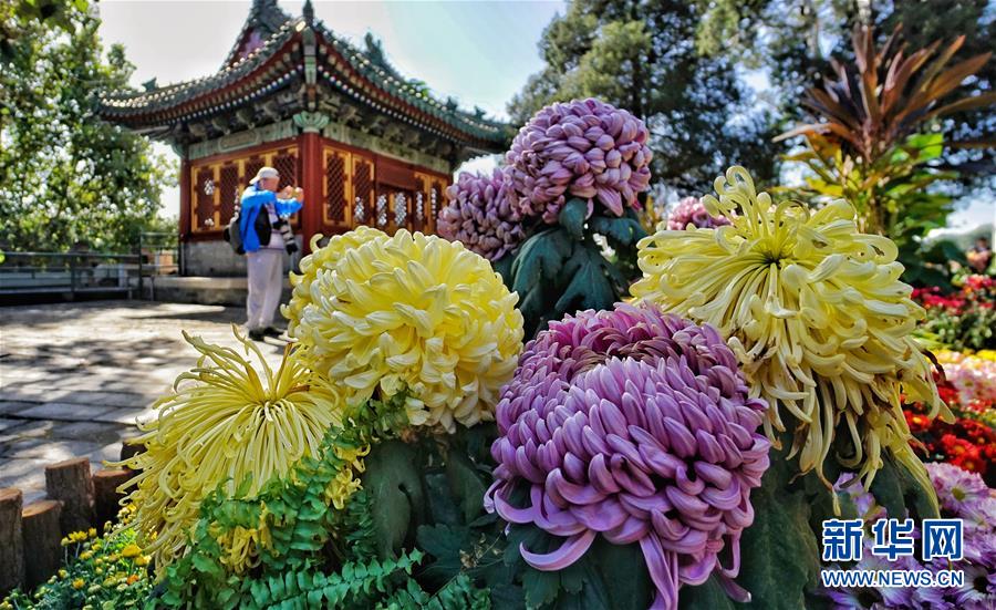 美しく咲き誇る秋の菊シーズン到来　北京