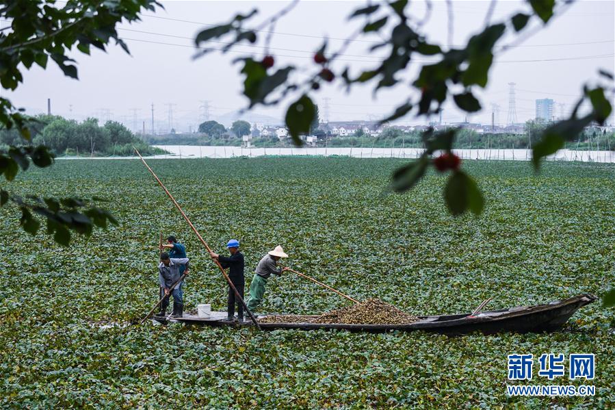 江南の水郷で菱の実が収穫期を迎える　浙江省