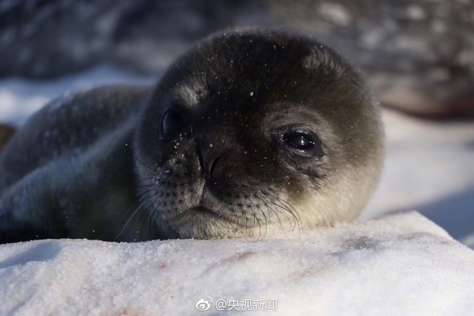 南極中山基地付近で今年1頭目のアザラシが誕生