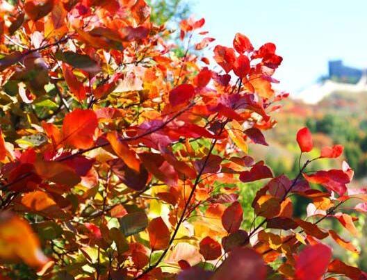 紅葉鑑賞のベストシーズンに入った北京八達嶺