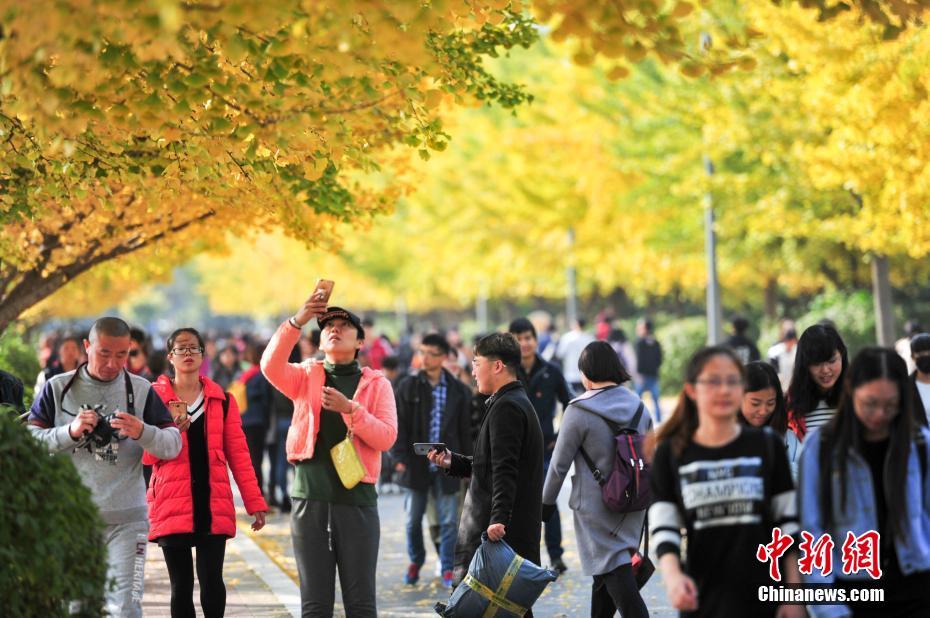 瀋陽農業大学のイチョウが黄金色に色づく　趣ある秋の雰囲気に