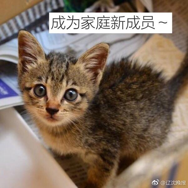 自作のペットボトルバケツで排水溝の奥に落下した子猫を救出　日本