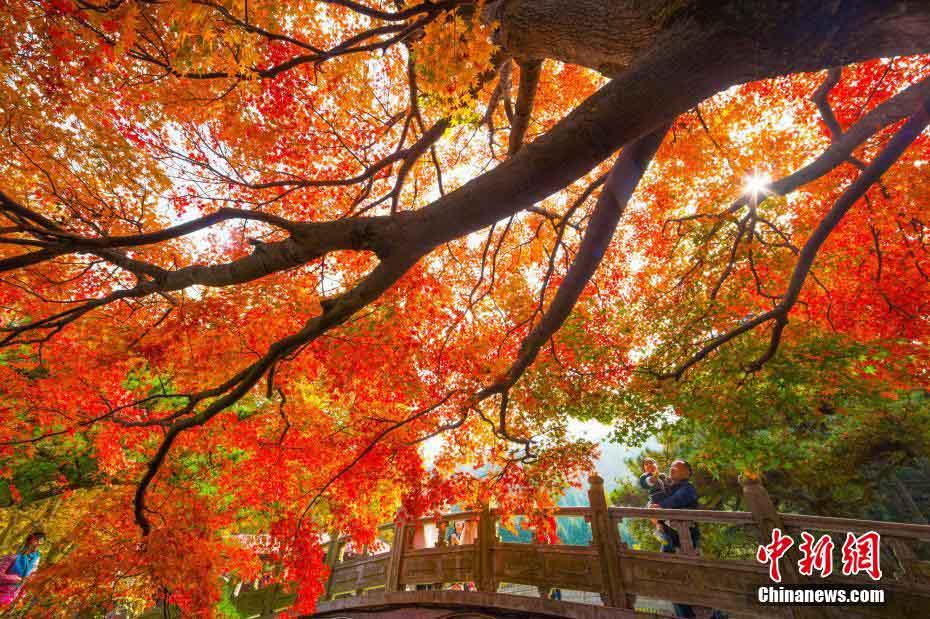 晩秋の廬山、真っ赤に色づく紅葉が一面に　江西省