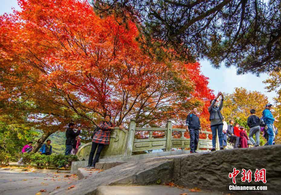 晩秋の廬山、真っ赤に色づく紅葉が一面に　江西省