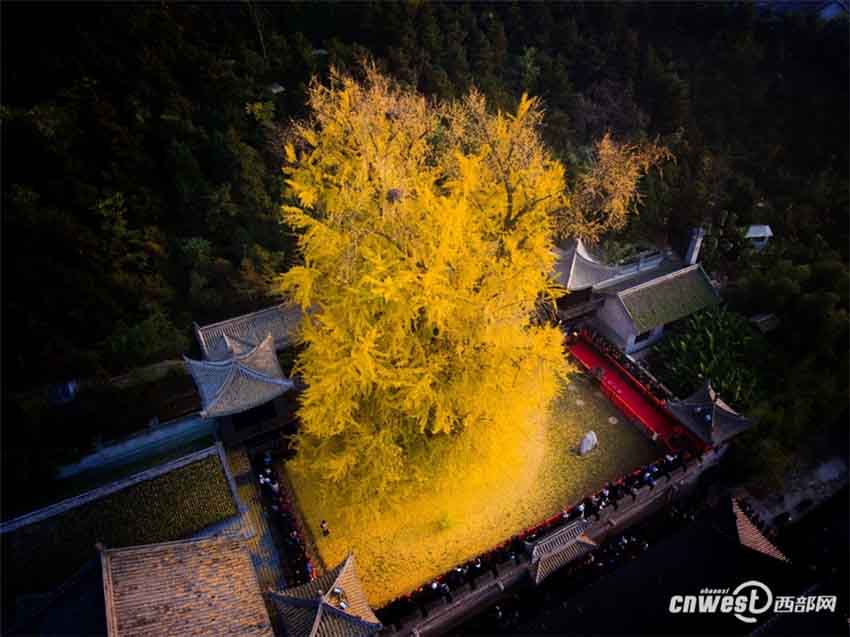 「神様目線」で古観音禅寺の美しいイチョウの大木をドローン撮影　西安市