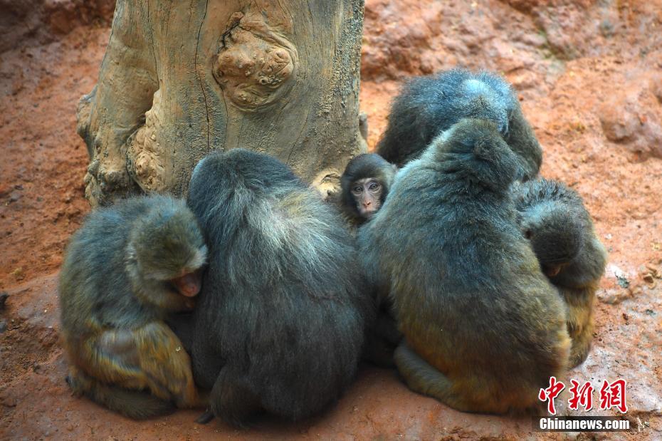 「春城」昆明で気温急降下　動物たちは温かくして越冬