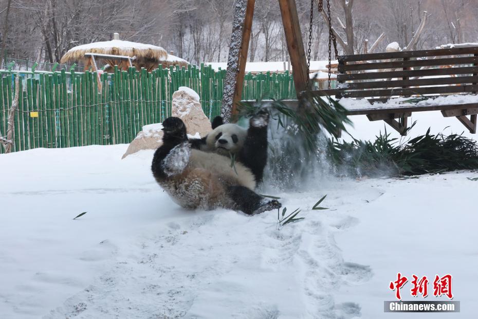 雪の上を転がりまわるパンダに来館者からは歓声上がる　黒竜江省