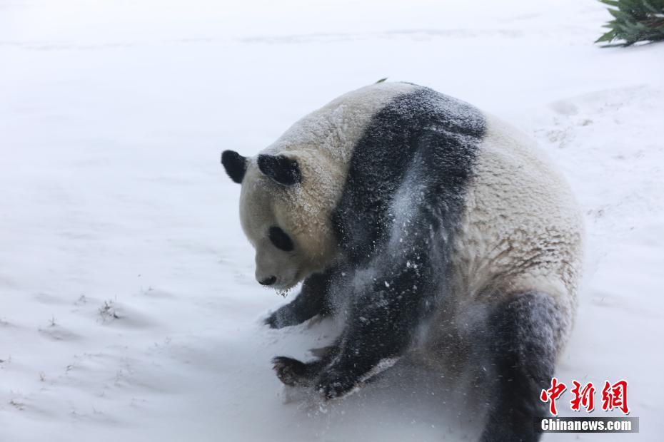 雪の上を転がりまわるパンダに来館者からは歓声上がる　黒竜江省