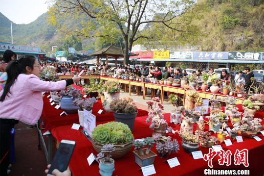 可愛らしい見た目で人々を魅了 多肉植物展