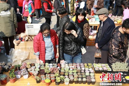 可愛らしい見た目で人々を魅了 多肉植物展