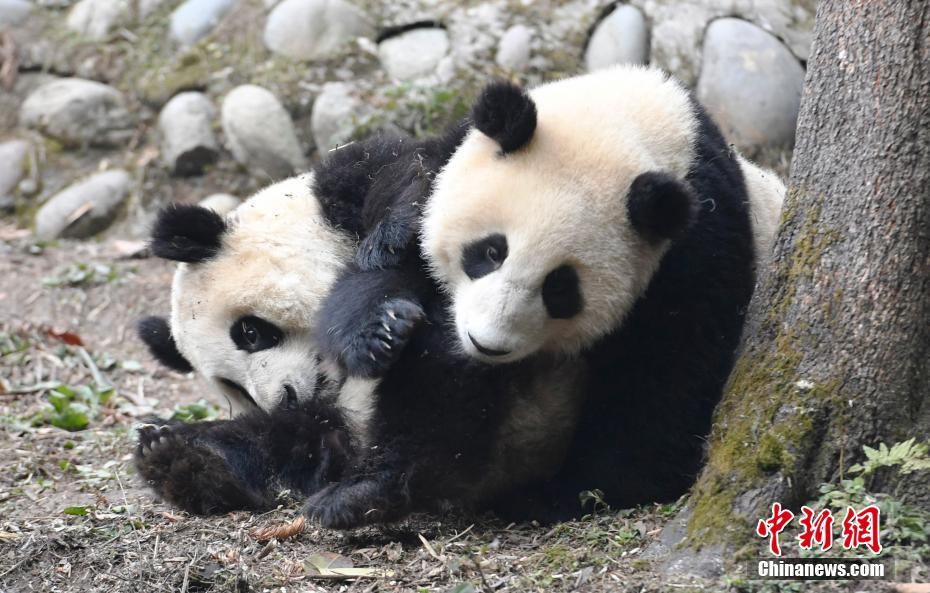 雅安碧峰峡基地のパンダ幼稚園　愛くるしい赤ちゃんパンダが観光客を魅了