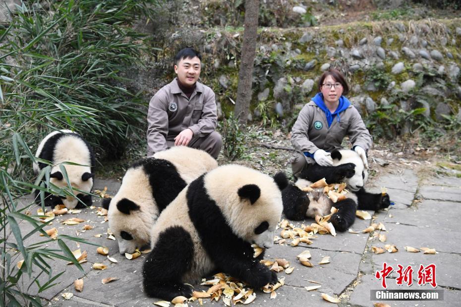 雅安碧峰峡基地のパンダ幼稚園　愛くるしい赤ちゃんパンダが観光客を魅了