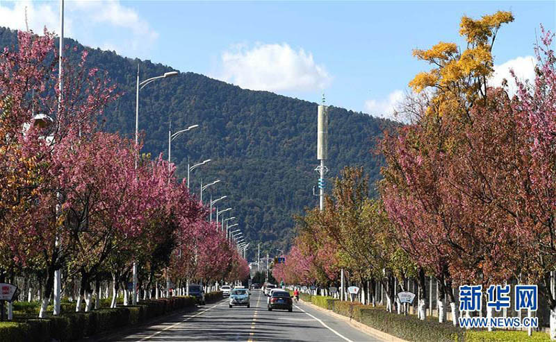 冬桜が満開迎えた昆明、春の景色広がる