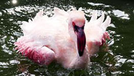 鳥と草木が共存 九龍公園